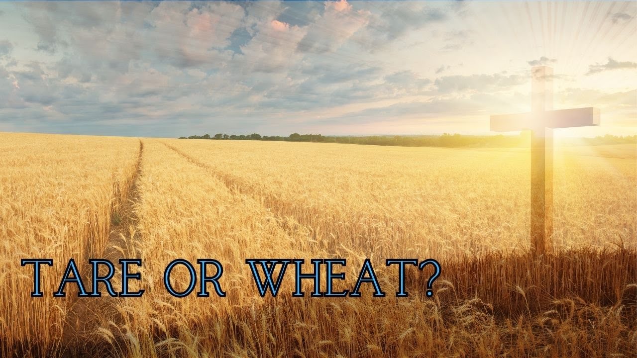 Tare or Wheat? - YouTube