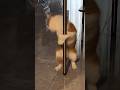 Коты танцуют😂#мемы #прикольныекоты #приколы #смешныевидео #tito_ice