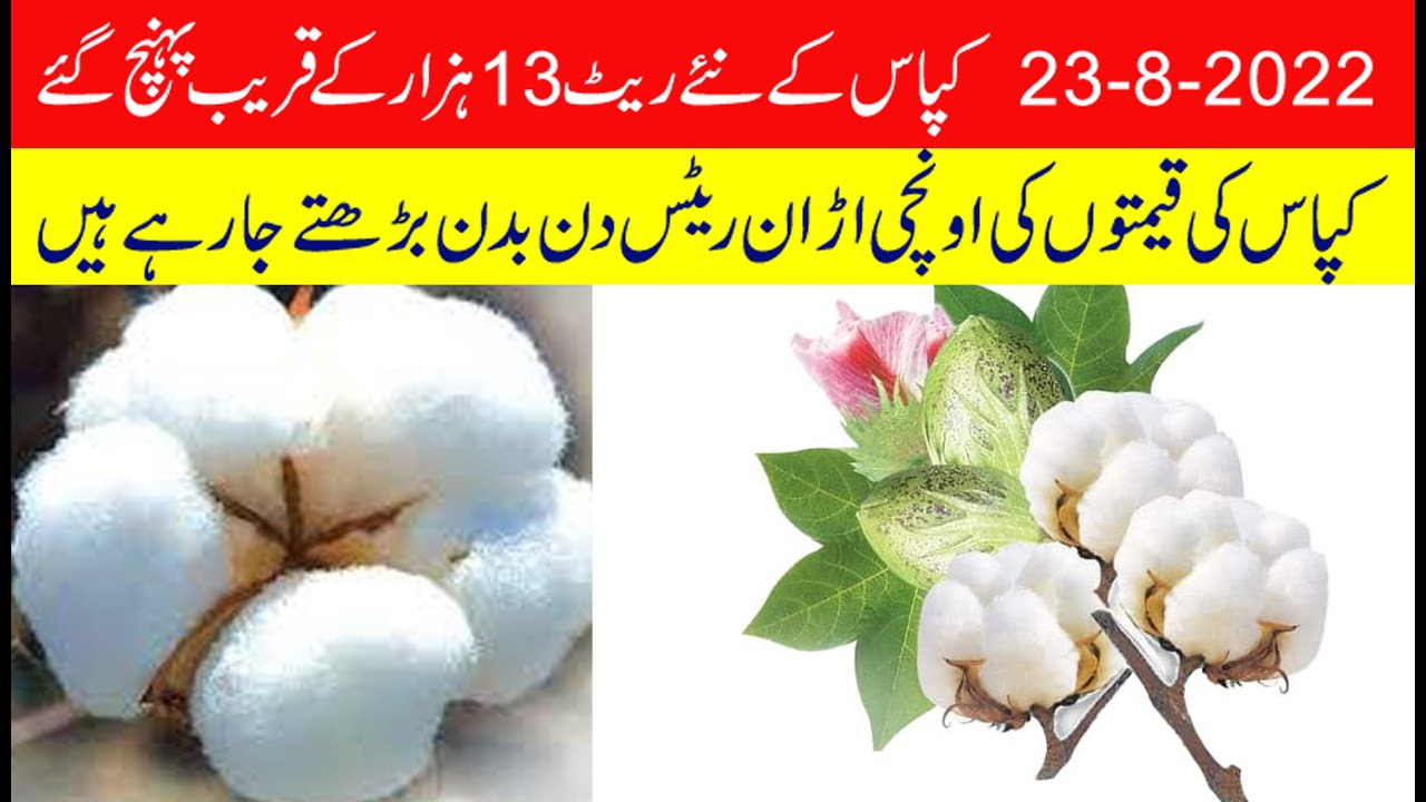 Today cotton 13000 per ma 2022 New cotton rates up in all markets 2022