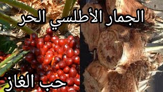 جمار, قلب النخل, حب الغاز, نبتة الدوم, منافع و أسرار كثيرة palmier nain