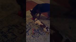 3Bc268Bf F43C 4Da4 846E D5934D2A48Ae