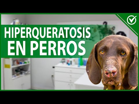 Video: Tratamientos para la hiperqueratosis de una almohadilla para perros