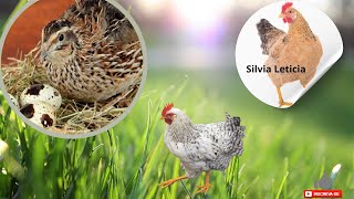 Comecei minha criação de Codorna e agora + a galinha Silvia Letícia tá machucada #sustentabilidade