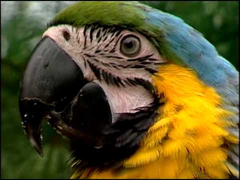parrot sitter