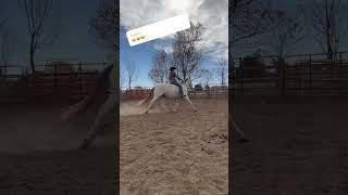 Progressively smaller circles trotting bareback. #horse #animals #shorts #horselife #horsemanship