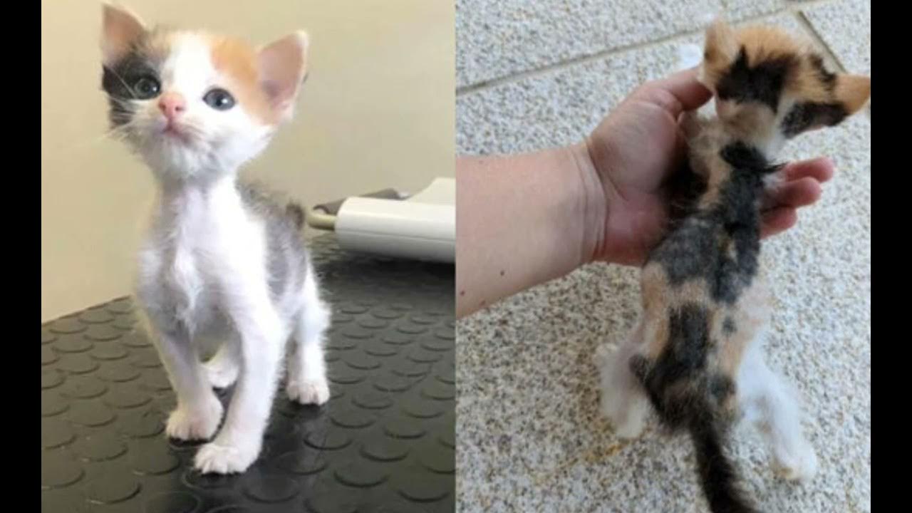 Котенок лайк фото в реальной жизни