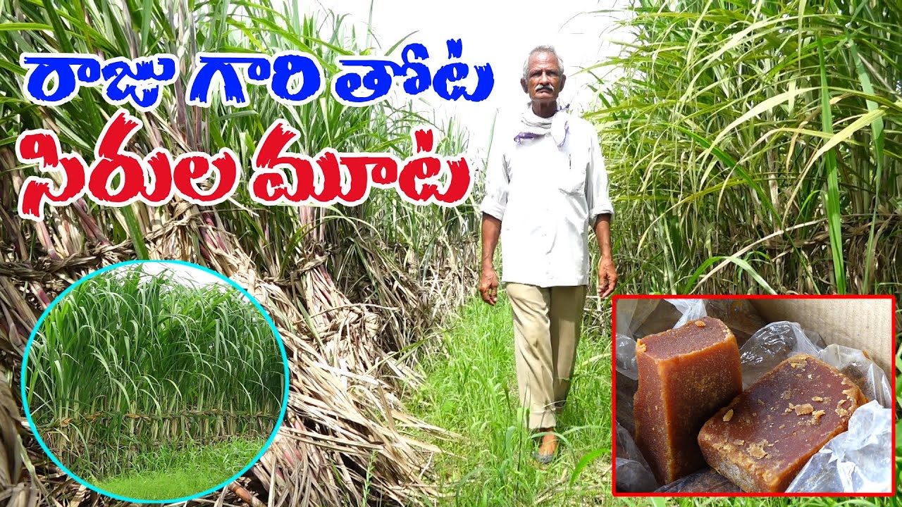 #Natural Farming| giving Amazing income| to Ramakrishnam Raju 94404 87864 ప్రకృతి పంట- సిరుల మూట
