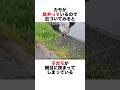 挟まっていた子ガモ