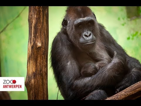 Un Bebe Gorille Est Ne Dans La Vallee Des Grands Singes Youtube