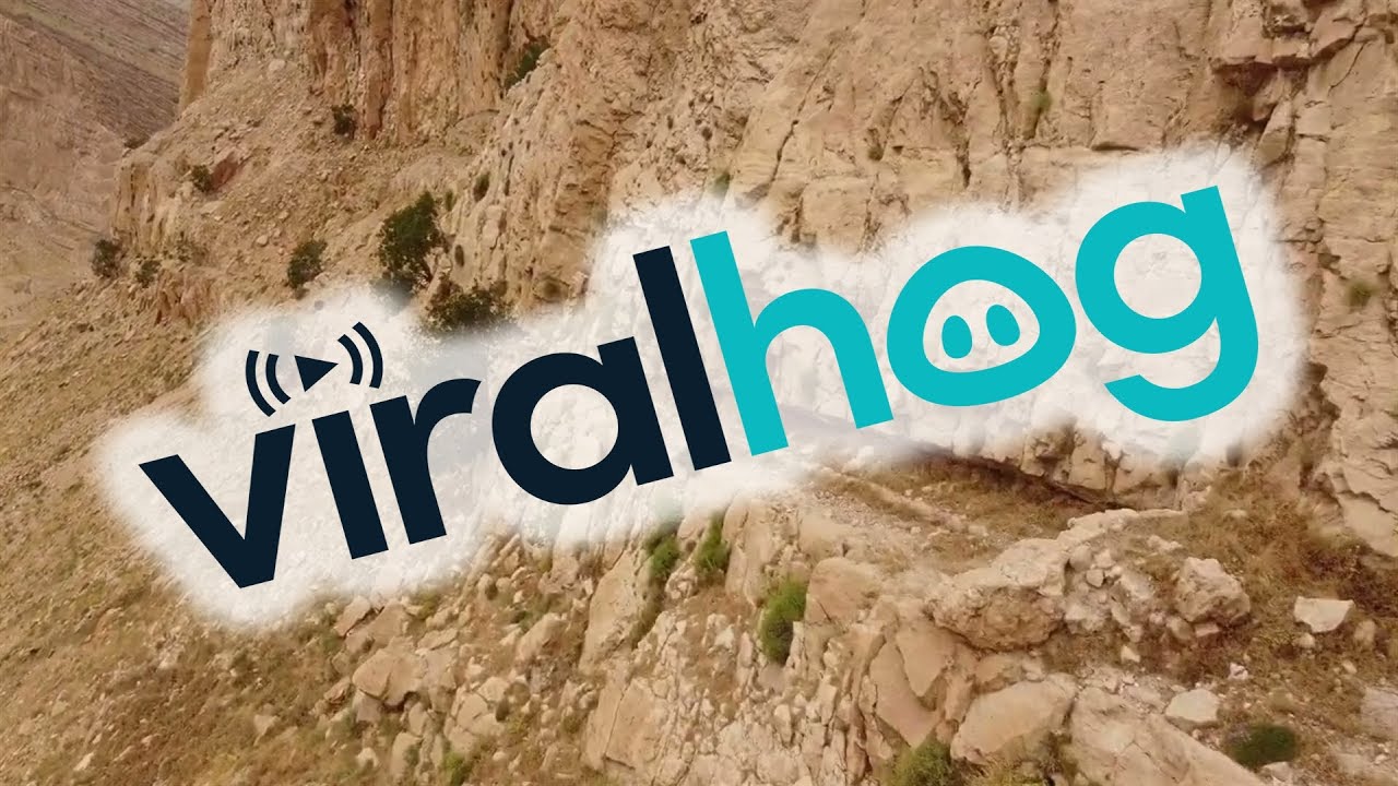 Have You Seen This? Antelope show off agility by scampering along cliff