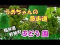 果物の宝石【シャインマスカット】ぶどう園に行ったよー。甘ーくてほっぺ落ちそう!! 極上の味!!