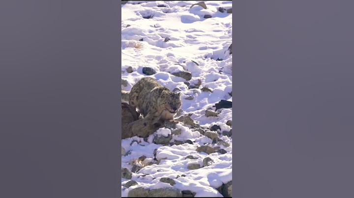 king of Himalayan mountains snow leopard hunting #animal #deosainationalpark #wildlife #yaks #fort