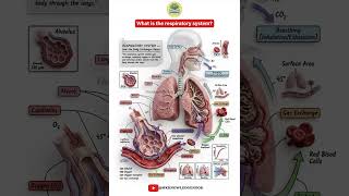 What is the Respiratory System?🫁 | Human Body Explained in 50 Seconds! #RespiratorySystem #HumanBody