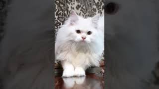 قطة بيضاء كيوت ?cat cat ? ? cats اشترك shorts