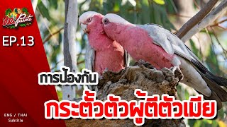 EP13.การป้องกันนกกระตั้วตัวผู้ตีตัวเมีย (Prevent male cockatoo hitting female)