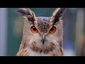 The story of houdini the escaping owl  the pet psychic