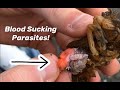 Removing Huge Blood Sucking Parasites part 4 NEW Episode!