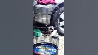 JALAK SUREN ISIAN UNYIL, ES LILIN, NGOMPA KUCING