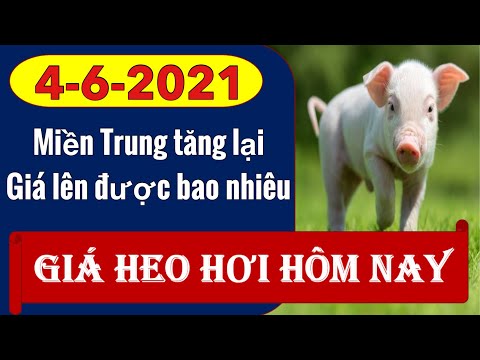 Giá heo hơi hôm nay ngày 4/6/2021 - Miền Trung tăng trở lại, giá lên bao nhiêu?