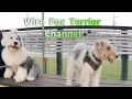 It is very relaxing to see a Wire Fox Terrier having fun playing with many friends.