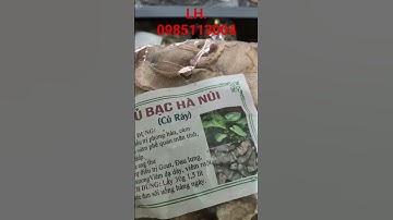 Củ Bạc Hà Núi, Củ Ráy (0985113004)