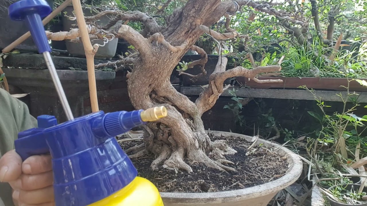 ilmu ini sangat penting buat pemulah bonsai program akar