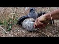 Part 6 Giselle Falconry Goshawk Hunting Rabbits and Trading Off