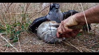Part 6 Giselle Falconry Goshawk Hunting Rabbits and Trading Off