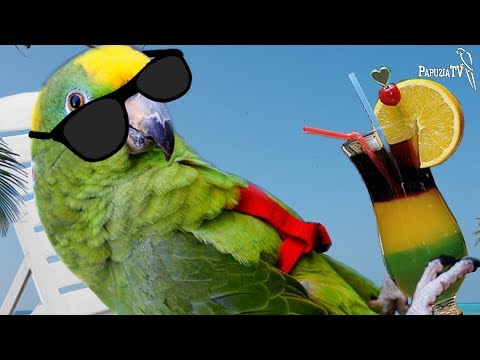 Wideo: Jak Dbać O Zieloną Papugę