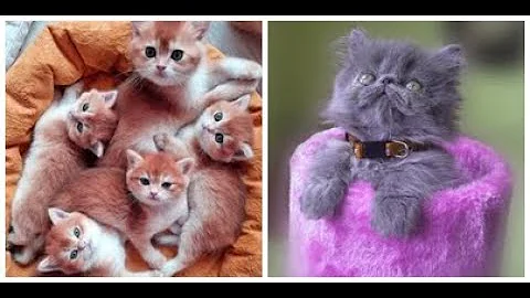 Video 4076991: cat cute funny baby, little feline, feline love, pets animals