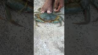 Desi trick to tie a crab, chimbori with a rope between two pairs🦀#fishing#crab#aagrikoli#shorts#fish