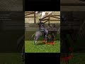 Your horse has reached level 8 | Metin2 #shorts