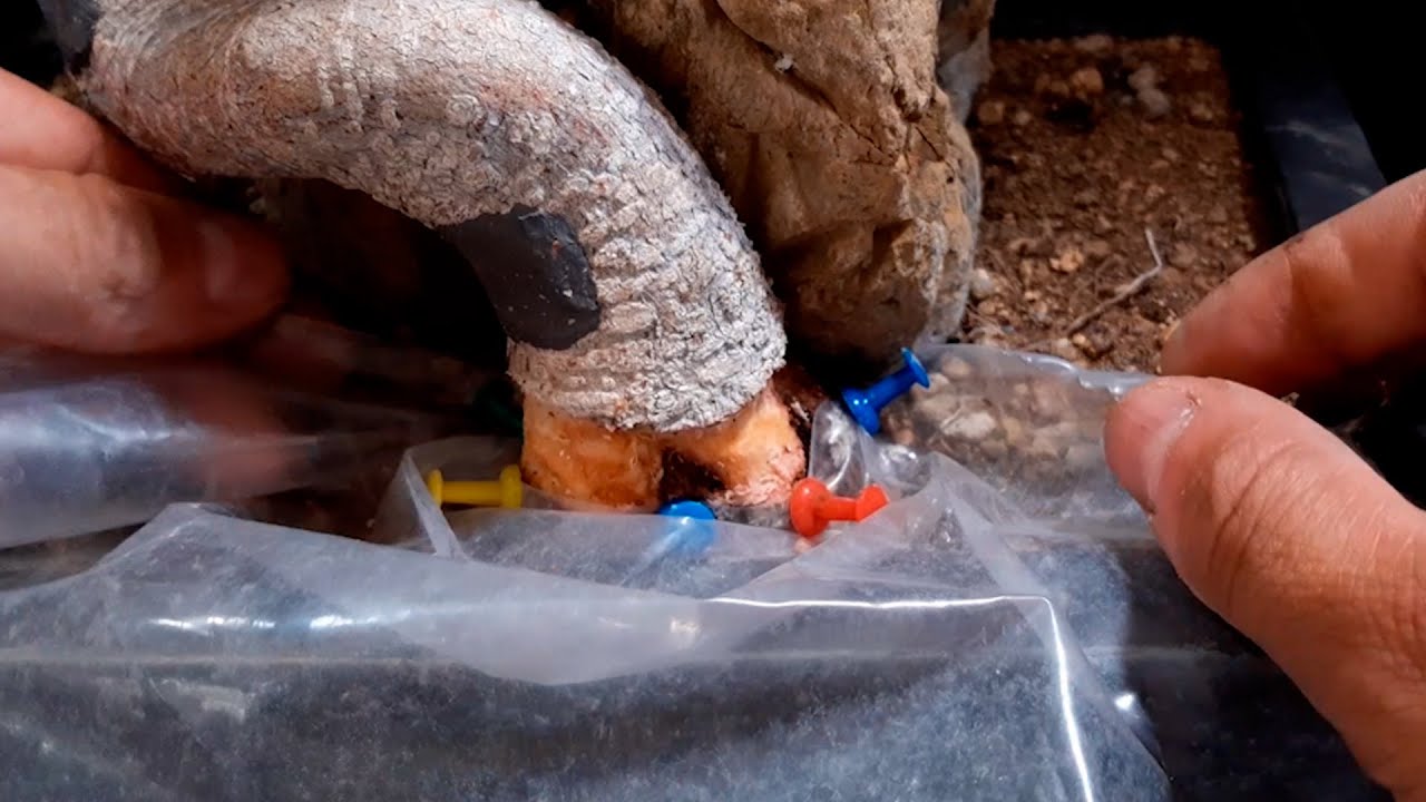 Crear NUEVO Nebari por Acodo - ficus D´Andreu