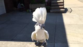 Dancing Cockatoo