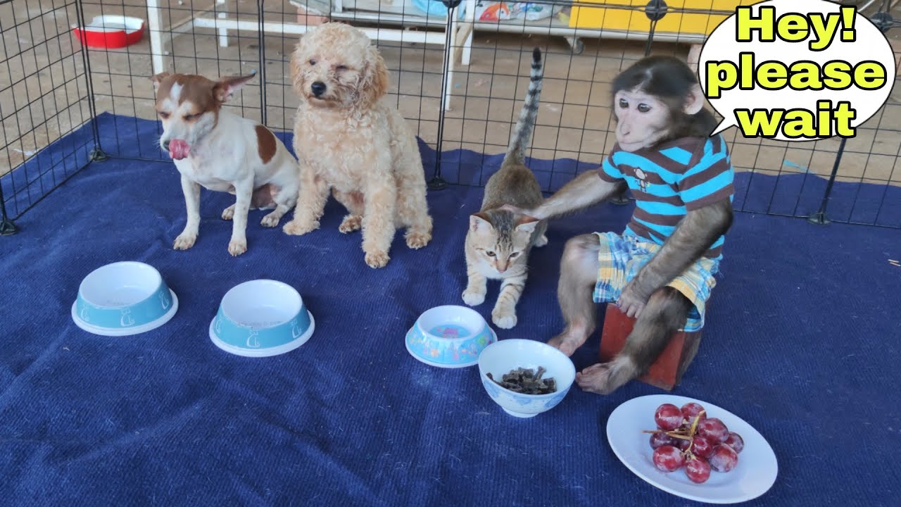 YoYo JR helps dad to feed his friends