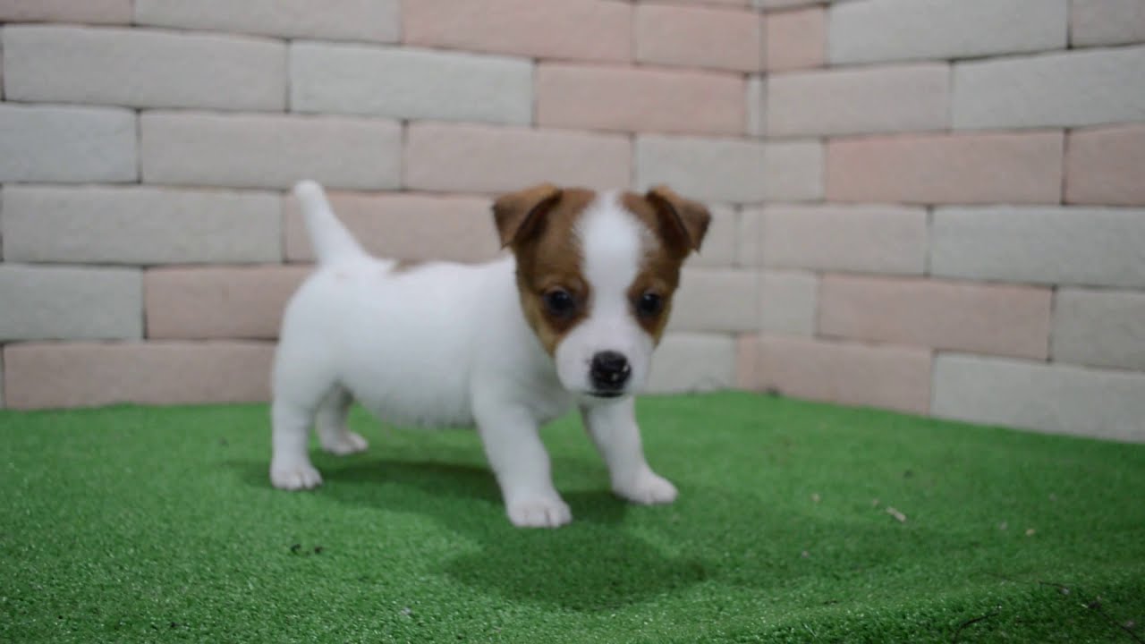 三重県のジャックラッセルテリア 男の子 19 05 02生まれ ホワイト タン 子犬id ブリーダーナビ