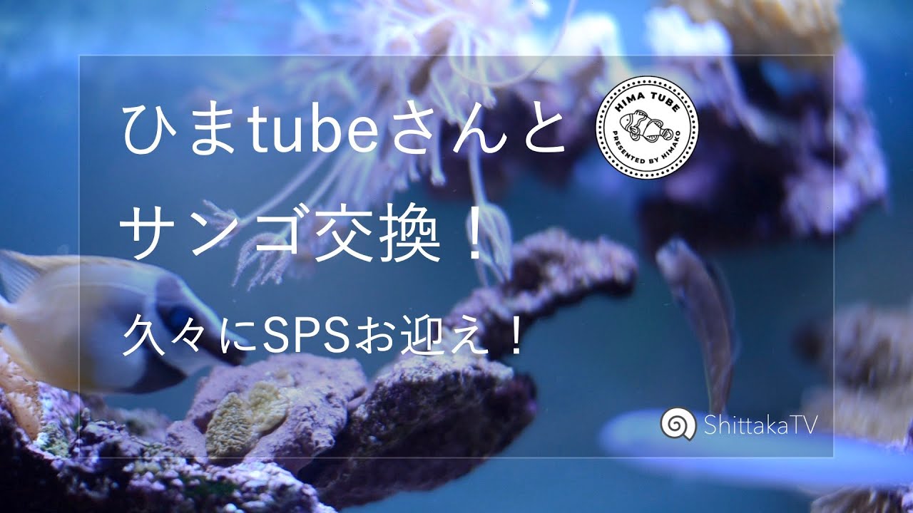 【サンゴを買収する様】ご確認用 サンゴを買収する様】ご確認用