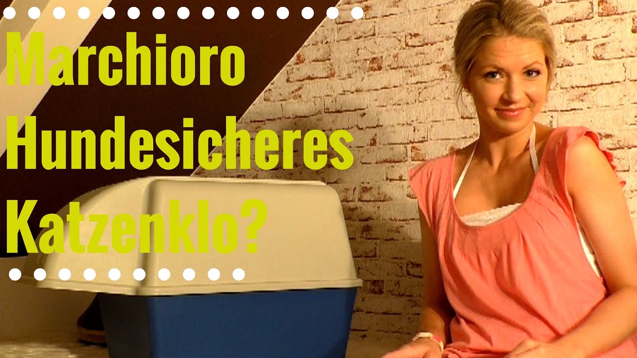Hundesicheres Katzenklo für große Hunde YouTube