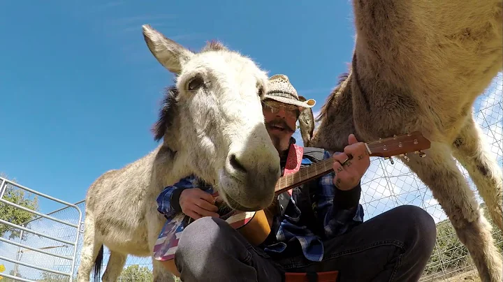 Hazel the donkey loves the classic rock songs