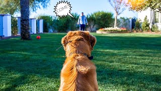 HOW TO TEACH ANY DOG RECALL WITH THE ECOLLAR!