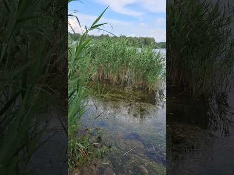 what is that sound?