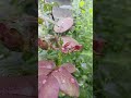 beautiful #flower #nature #beautifully #garden #red #green #rose #things
