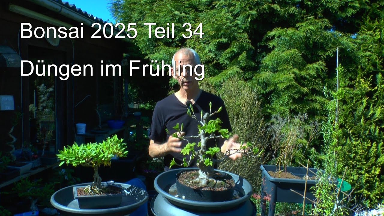 Bonsai 2025 Teil 34 Bonsai Düngen. Start im Frühling 2025