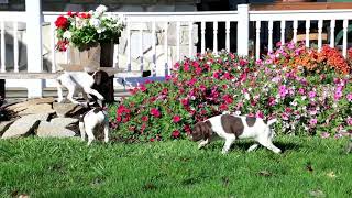 German Shorthaired Pointer Puppies For Sale