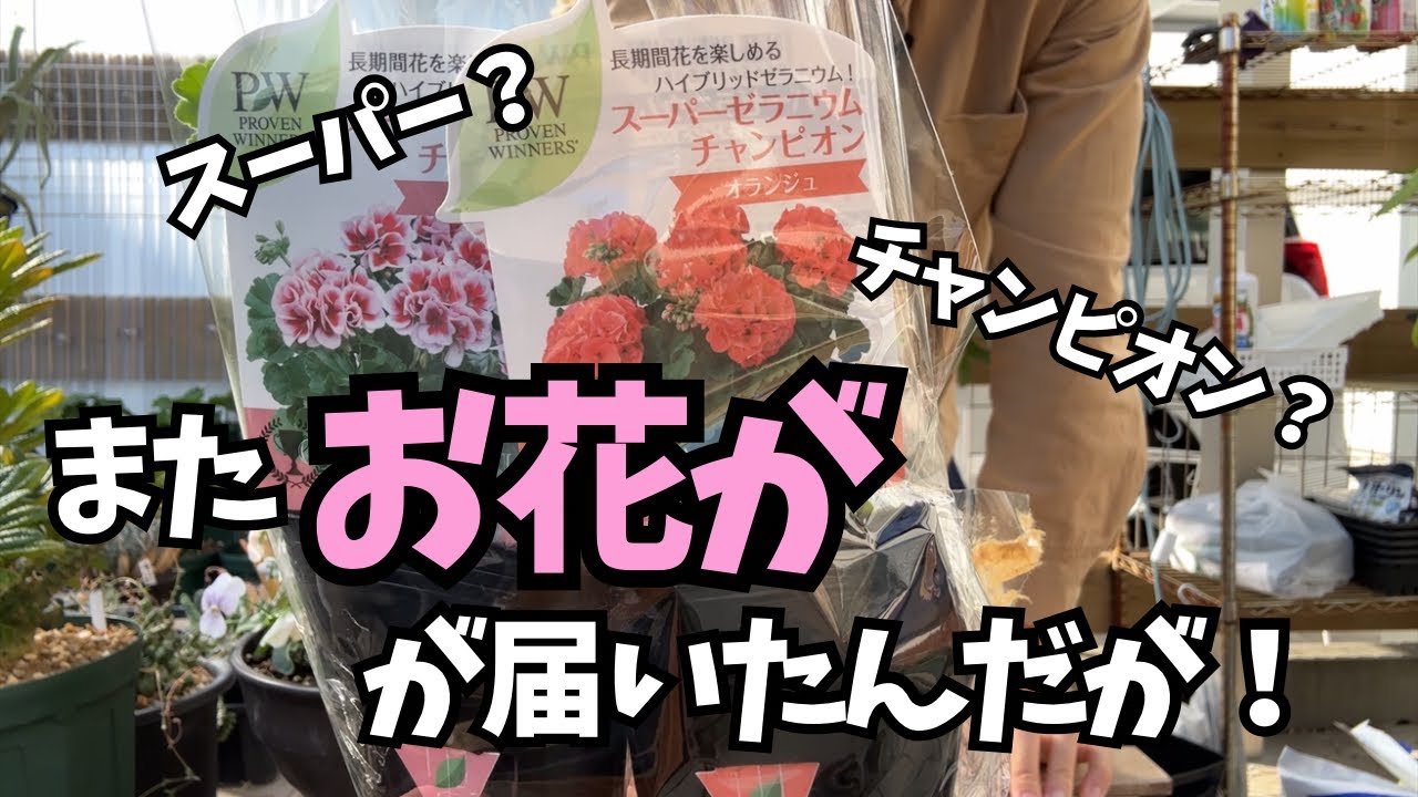 PW苗】スーパーゼラニウムチャンピオン2株紹介！ - YouTube