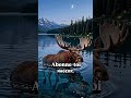 Je suis l’élan #animaux #nature #connaissance #culture #savoir #mondeanimal #video #shorts ￼