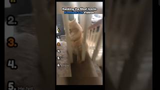 #top5 #funny #cats ranking the top 6 best cat moments