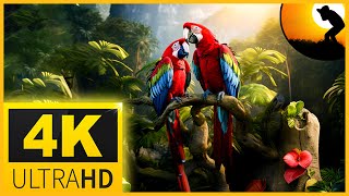 4K VIDEO (ULTRAHD) BEAUTIFUL MACAW PARROTS  WITH RELAXATION MUSIC 4K UHD TV SCREENSAVER