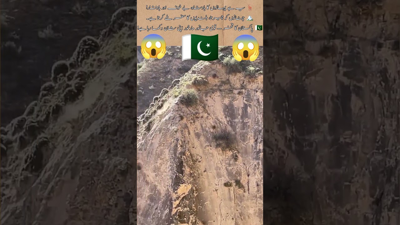 National Animal Of Pakistan 🇵🇰 Markhor| 