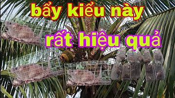 bẩy chuột trên cây dừa kiểu này ai cũng có thể làm được rất hiệu quả @NI NGUYỄN TV #104